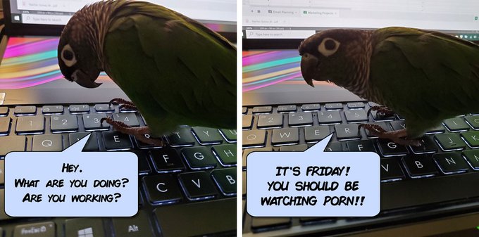 Just do what the bird says. Don't make the bird angry. She'll bite your damn face off. She's tiny but<a href="/tag/nsfw"class="tags"><span>#nsfw</span></a><a href="/tag/lewd"class="tags"><span>#lewd</span></a><a href="/tag/goohshi"class="tags"><span>#goohshi</span></a>