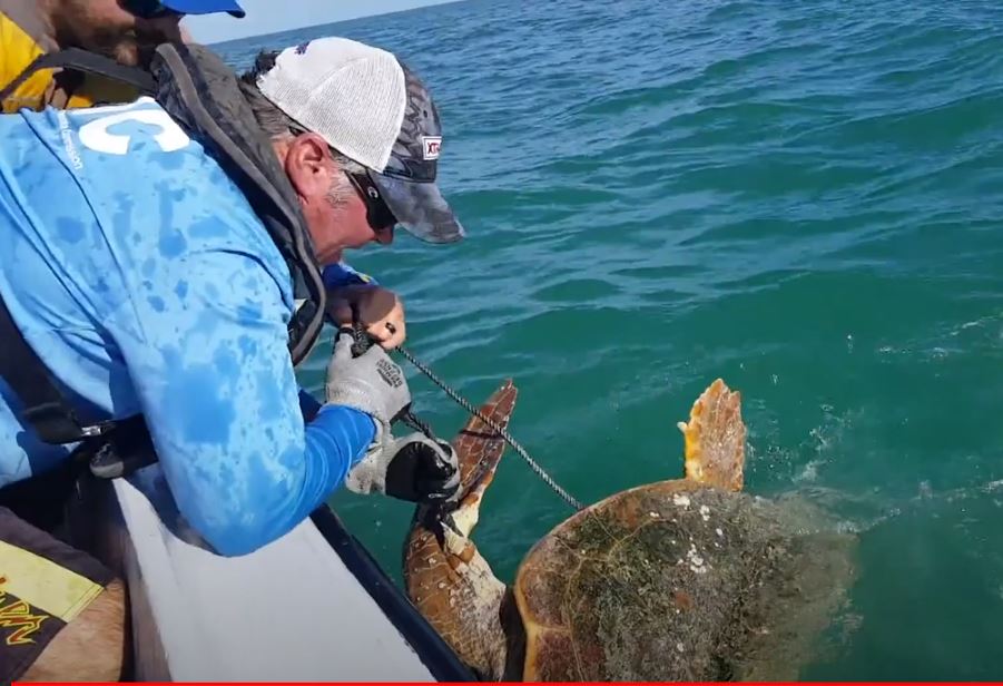 MyFWC's tweet photo. Video: watch a sea turtle rescue from a few months back https://t.co/7skzPFOK3r #seaturtle #Florida #FWRI https://t.co/04RfYS2Fsg