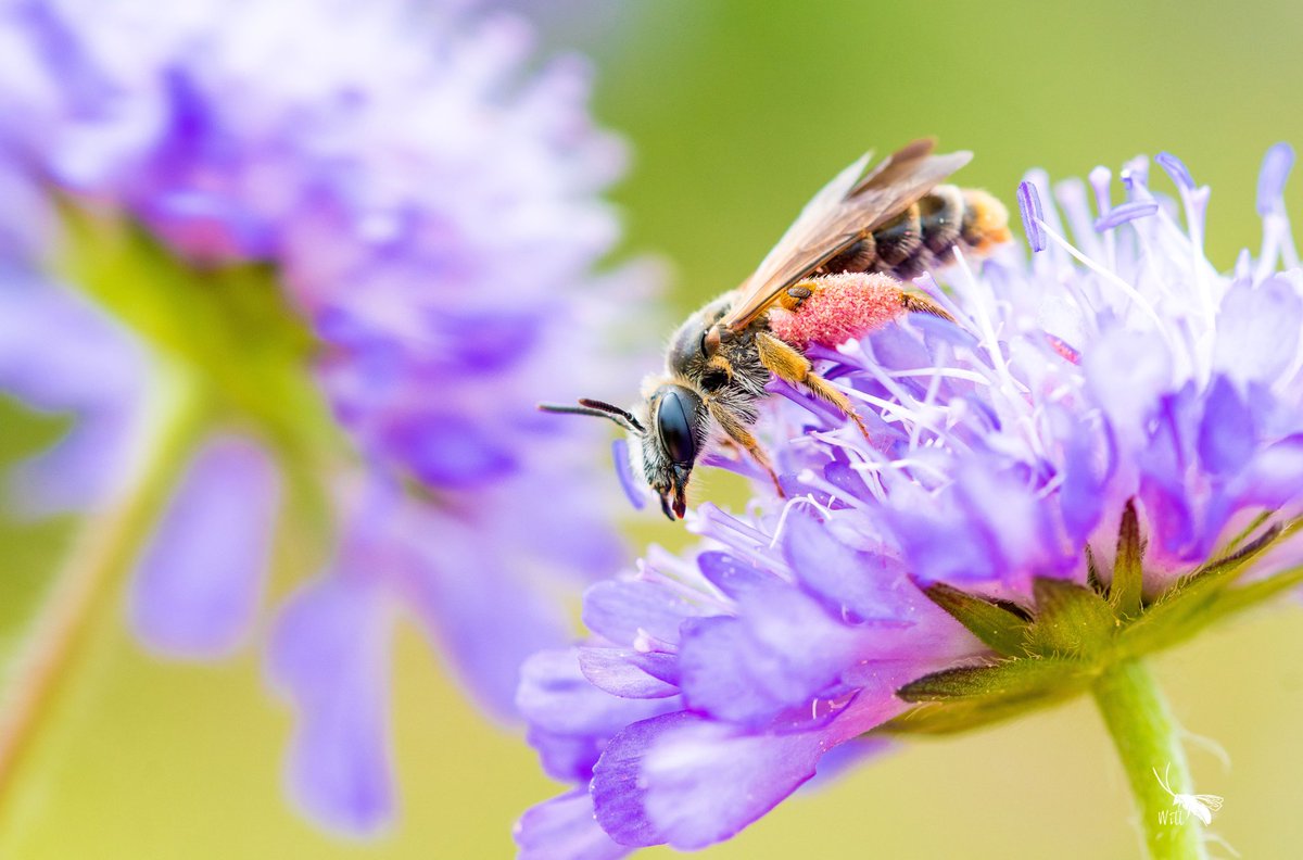 WillLeoHawkes's tweet photo. Large scabious mining bee (Andrena hattorfiana) in a churchyard nr Hayle a couple of days ago. Legs heavy with scabious pollen. https://t.co/IitfN0CtbP