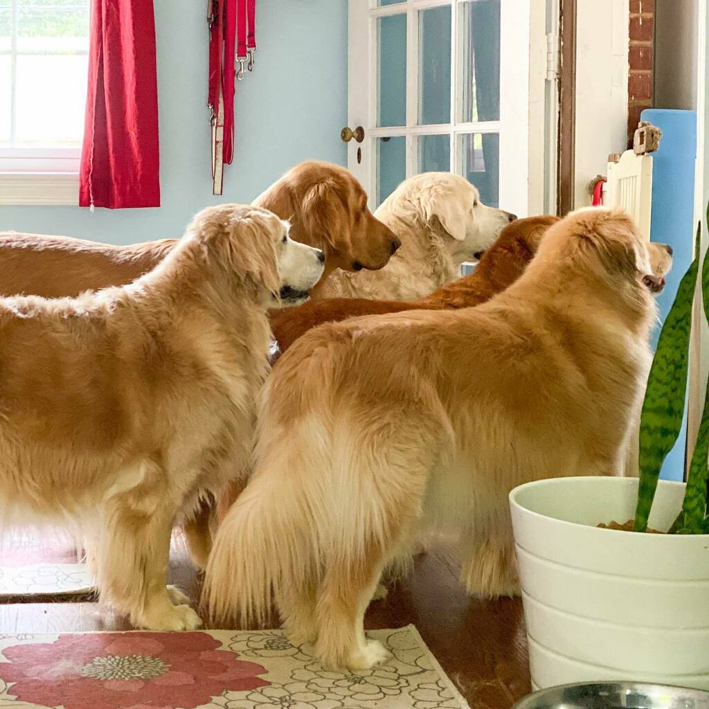 TheGoldenRatio4's tweet photo. Hey...what you doing in there? Do you need our help? https://t.co/uPB3jT1KwM