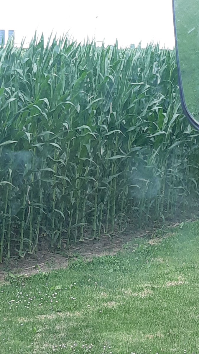 I see tassels. 
Masterschoice 5663 planted May 6 #corn20 #ontag