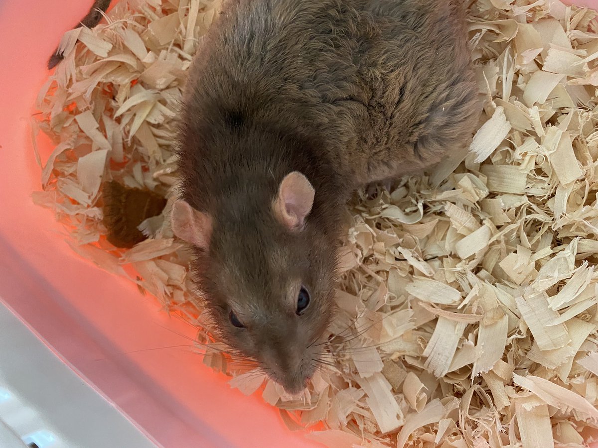 Aurora Rattery tweet media