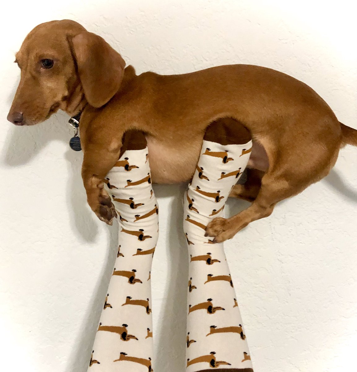 PimMonsters's tweet photo. My favorite person &amp; my favorite socks 🧦 🐶  🛒https://t.co/IzlAW2Njii

#dachshund #socks #Pimmonster #coolsocks #style https://t.co/Lk1xYNuqQ5