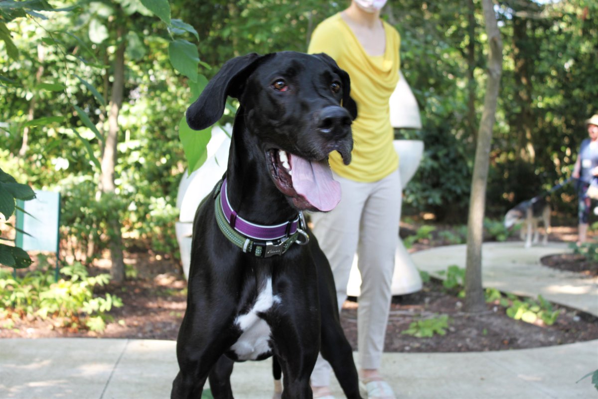 HospChesapeake's tweet photo. Our Children's Memorial Garden was treated to a Pet Parade -- specifically #therapydogs and team members' dogs! Our #Volunteer Team is creating a video featuring these pets to share with our patients as part of our #IntegrativeArts virtual sessions #hapcFacesofCaring @NHPCO_news https://t.co/RPSioeXgn0