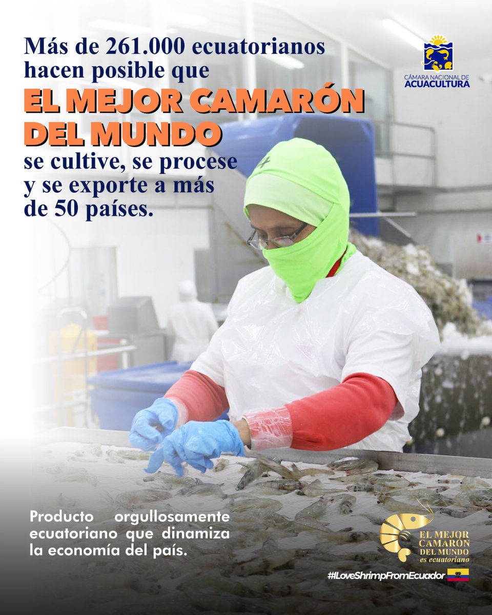 elmejorcamaron's tweet photo. Más de 261.000 ecuatorianos hacen posible que #ElMejorCamarónDelMundo se cultive, se procese y se exporte a más de 50 países.  

#ILoveShrimpFromEcuador🍤🇪🇨 https://t.co/3gIcfscCmS