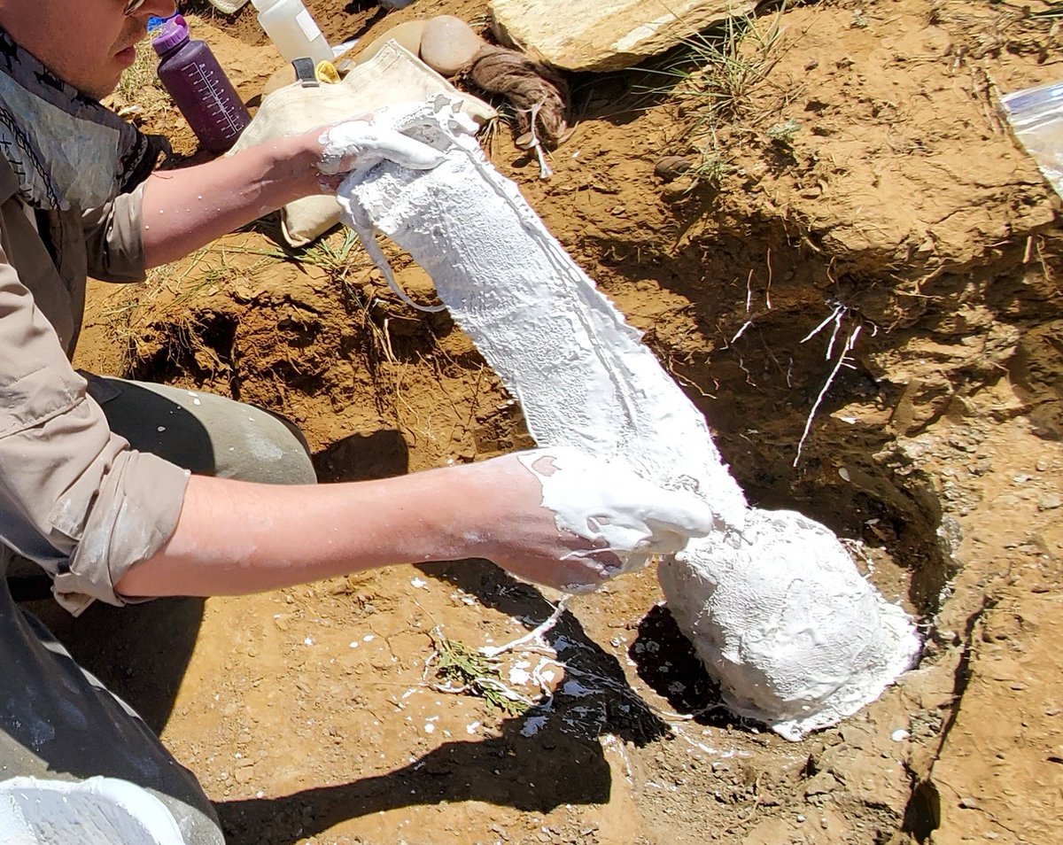 It's  #FossilFriday! It's been a busy few weeks and I haven't been doing much  #scicomm. I want to jump back in with a classic  #paleontology technique: the plaster jacket! Here is a step-by-step guide to the time-honored method of collecting dinosaur fossils! [Thread]