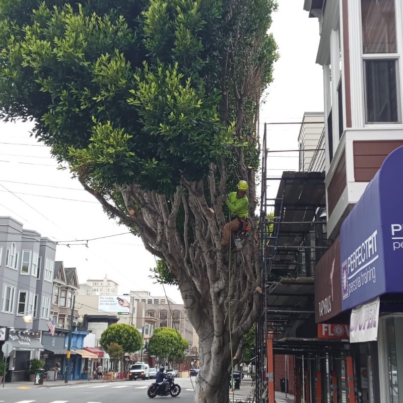 ArboristNow's tweet photo. Whole lotta building clearance! ;)

#arboristwork #arboristnow #tree #sanfranciso #ca #treeexperts #likerpro #loveourjob #treecar https://t.co/NmEWU7KH3M