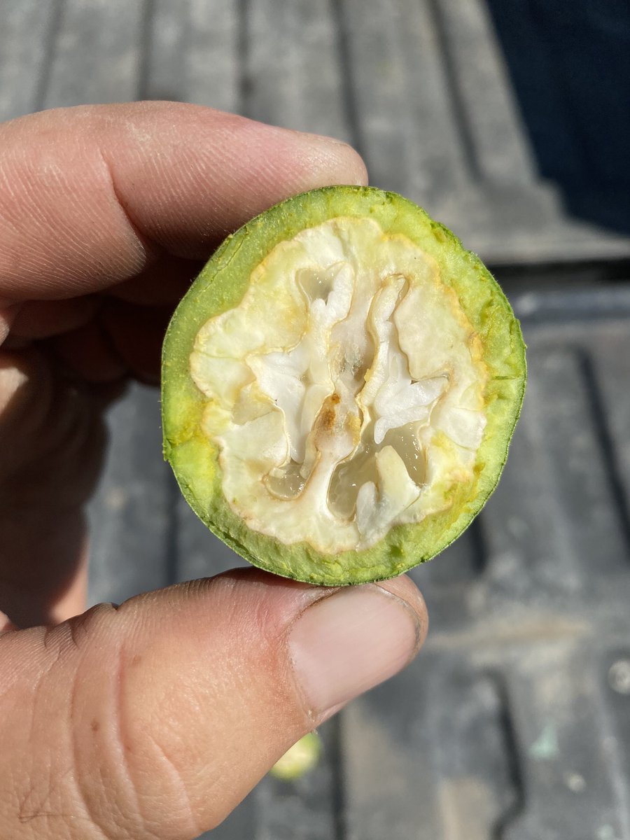 Redox_Nick's tweet photo. Current chandler walnuts stage in California. Nut is transitioning from gel to harden. Preventing heat stress is crucial to prevent shrivel. #dikap is used for heat stress #mainstaysi for nut fill and hardening. @redoxgrows https://t.co/c1bfOQlMLX