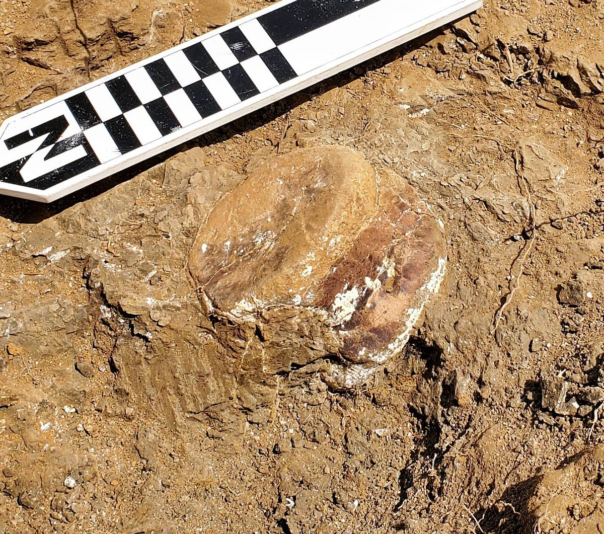 1. You found a bone! Awesome! It looks like a tail vertebra from an ornithischian, probably a  #hadrosaur. Cool. You assign it a field number, map it, stabilize it with a consolidant (if needed), and photograph it.