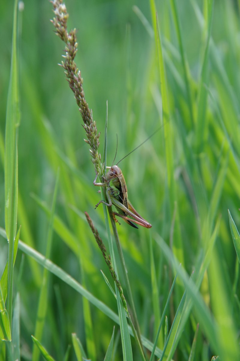 Spotted on the Sherborne Park Estate: the sound of summer.