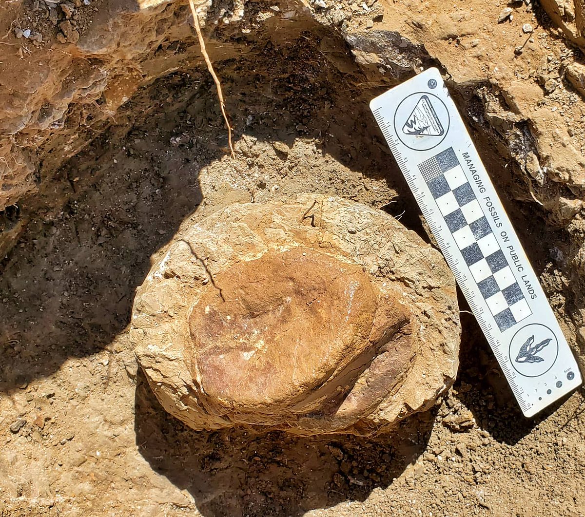 2. Time to trench! You carefully excavate a trench around the vertebra looking to see if the neural spine or transverse processes are there. Looks like this is just a centrum this time. Your fossil is now on a pedestal, isolated from the surrounding rock, and ready for plaster!