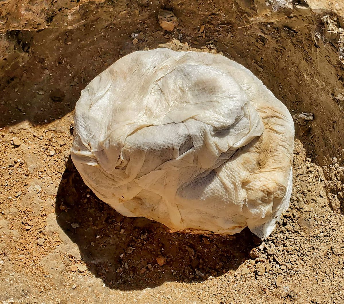 3. You need a separating layer to protect the bone from the plaster, which would stick to the fossil otherwise (that's bad). Damp paper towels (or TP, or aluminum foil) are applied to the specimen and surrounding matrix. This also makes it easier to remove the jacket in the lab.