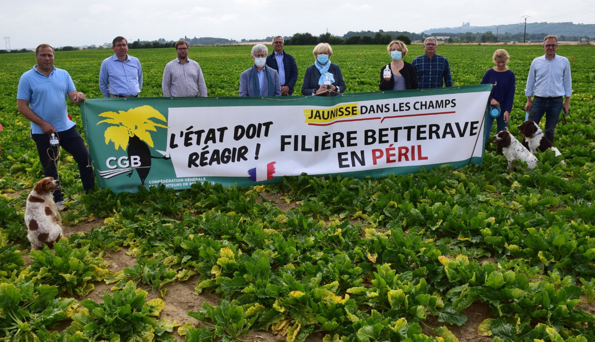 DavidSergent9's tweet photo. Jean-Charles Lefebvre et l'ensemble des élus de @Tereos sont mobilisés aux cotés de l'interprofession (AIBS) pour mener le combat contre la jaunisse : solution technique pour les semis 2021 et indemnisation récolte 2020 #LaBetteraveEnPeril https://t.co/5naCtVWn6N