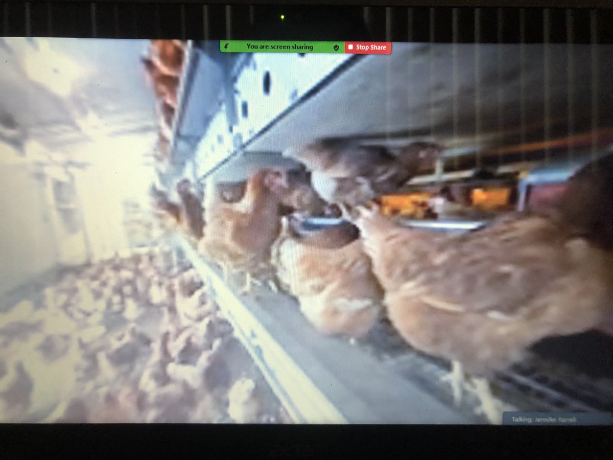 MissJFarrell's tweet photo. Ss enjoyed virtual tours of different farms! They chose to tour the mink, chicken, and pig farms and the apple orchard too! @LB_STEAM #lbsteam https://t.co/D4KTFNCxSi