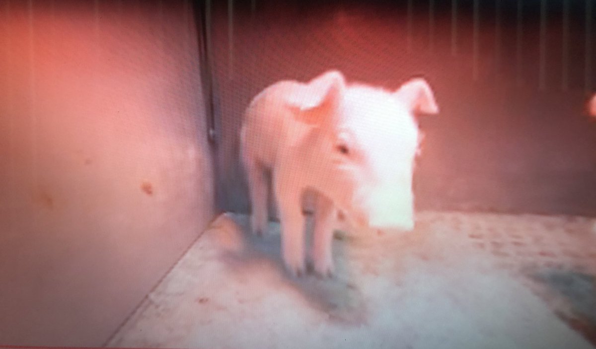 MissJFarrell's tweet photo. Ss enjoyed virtual tours of different farms! They chose to tour the mink, chicken, and pig farms and the apple orchard too! @LB_STEAM #lbsteam https://t.co/D4KTFNCxSi