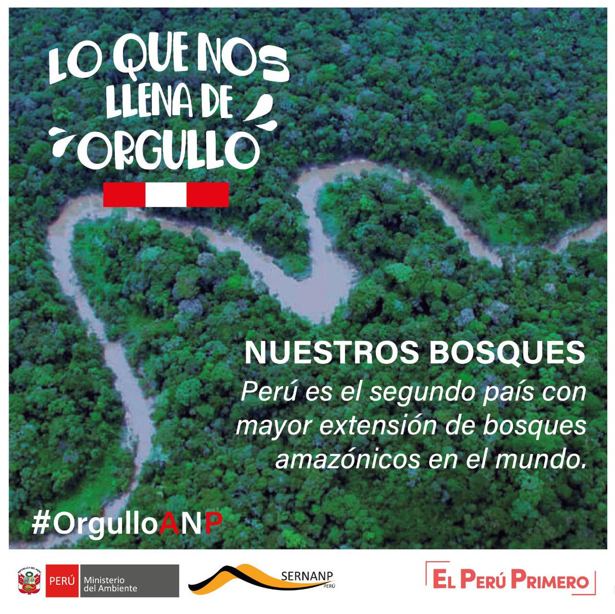 SERNANP's tweet photo. 💚🌳🌱 #OrgulloANP son nuestros bosques amazónicos, hábitat de una infinidad de especies de flora y fauna silvestre🐒🌸🐦 y de valiosos recursos fundamentales para nuestra vida. https://t.co/G6afikNF2O