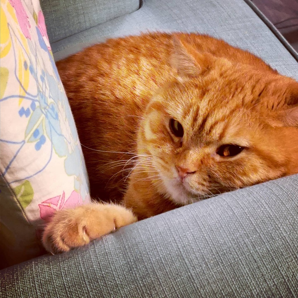 quadrani's tweet photo. Wonderful big cat named Tofu.  In this picture he was thinking "Hey boy, take the picture but I'll keep an eye on you". Now we are friends 😁 #cat #red #lovely https://t.co/XKQxxW9Jo0 https://t.co/RdE2V6xNwZ
