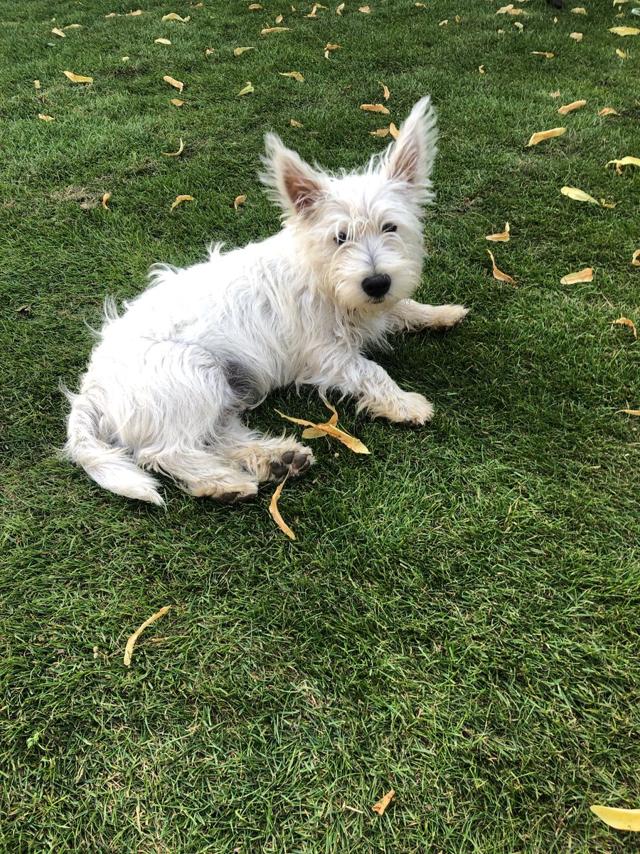 joealleneleven's tweet photo. Reading about C19 impact on arts sector and if it would be any help,we would be happy to give someone affected a few months free accommodation in a spare room at our family home in Hackney. No catches but you need to be OK with a puppy! Genuine DM’s if it would help you.Plz share https://t.co/DND4DZ2OtQ