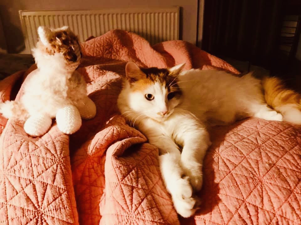 holistic_annie's tweet photo. Thank you @GOnPurlAction
She loves her customised cat
#LookingInAMirror
#CustomisePets https://t.co/fdG5TIVutk