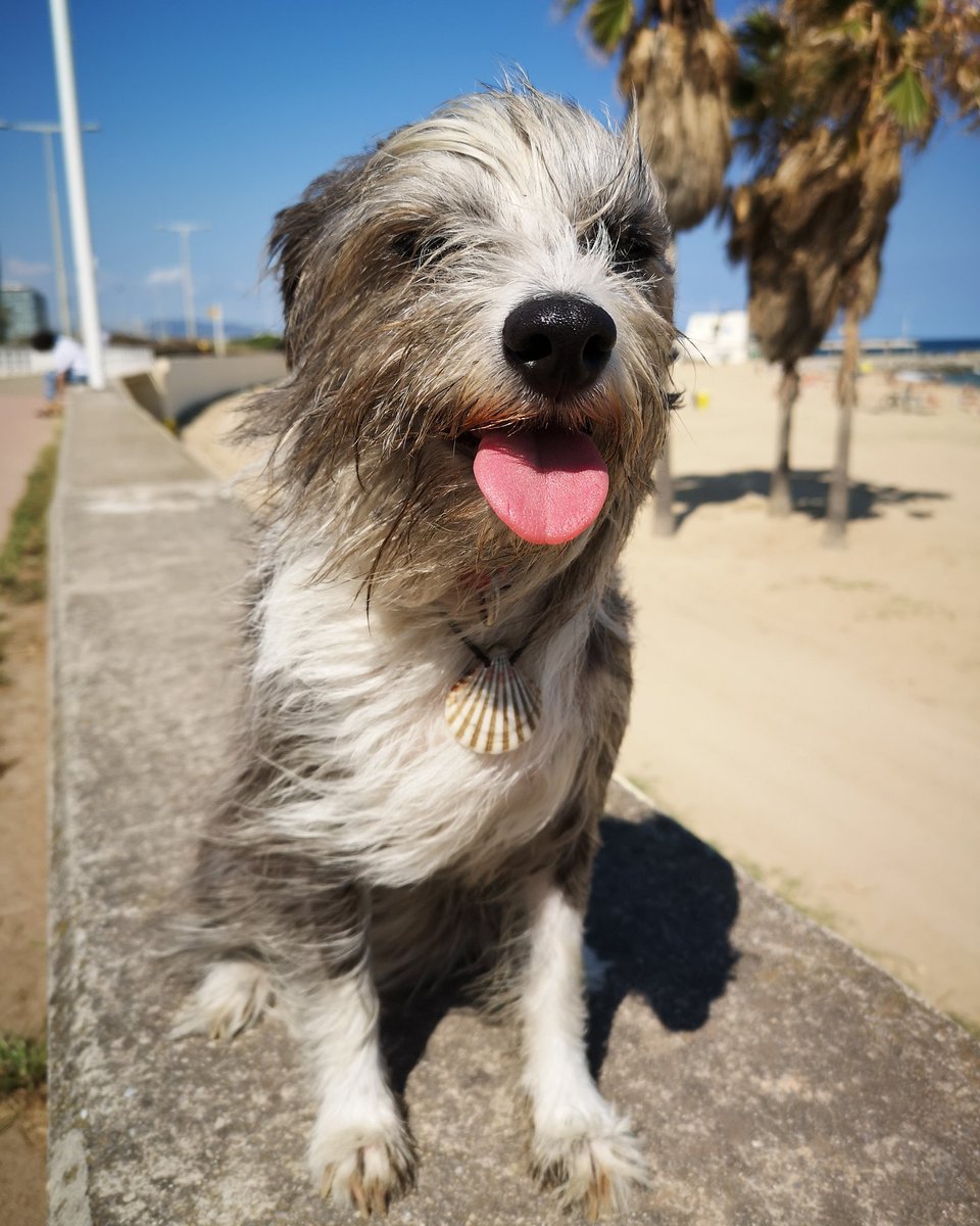 sergibasoli's tweet photo. Nirvana no time to get tired. Only 9 days left of our crowdfunding campaign 💪

Still room for more adventurous sailors❤️

#sailordog
#crowdfunding 
#dogsmile 
#verkami https://t.co/Al7fgynNbk