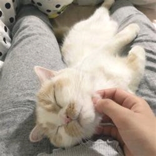 HereKittens's tweet photo. https://t.co/vLcVKgyV0x