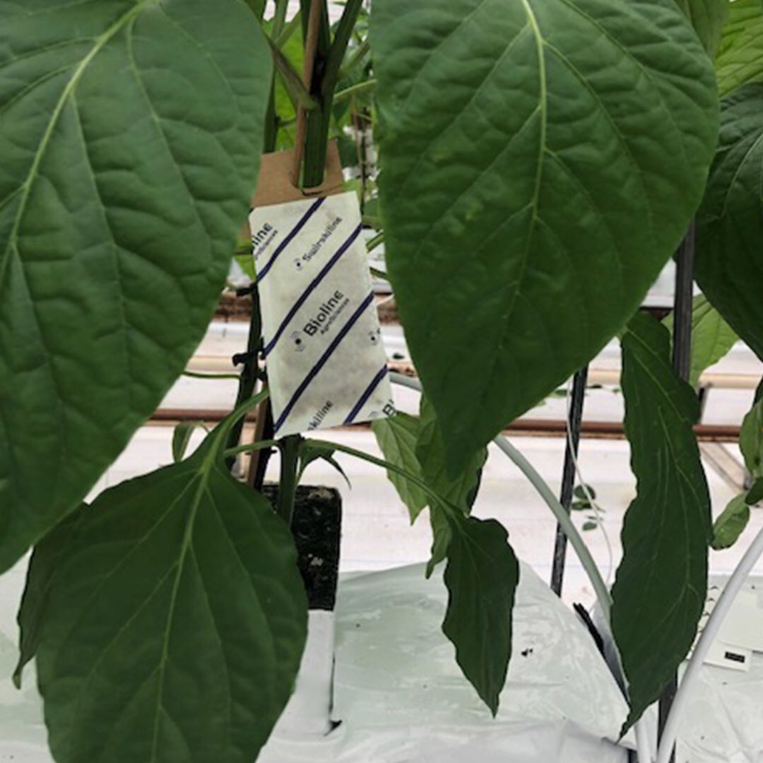 BiolineAgScNA's tweet photo. 🤔Using #Swirskiline #swirskii sachets with hook after planting helps #growers prevent #thrips! #swirskii feed on the first #thrips larval stage. 😉👉For more information on our #bioncontrol solutions send us DM so we can connect you with our technical specialists. #happyplants🌱 https://t.co/NCKRLWmolF