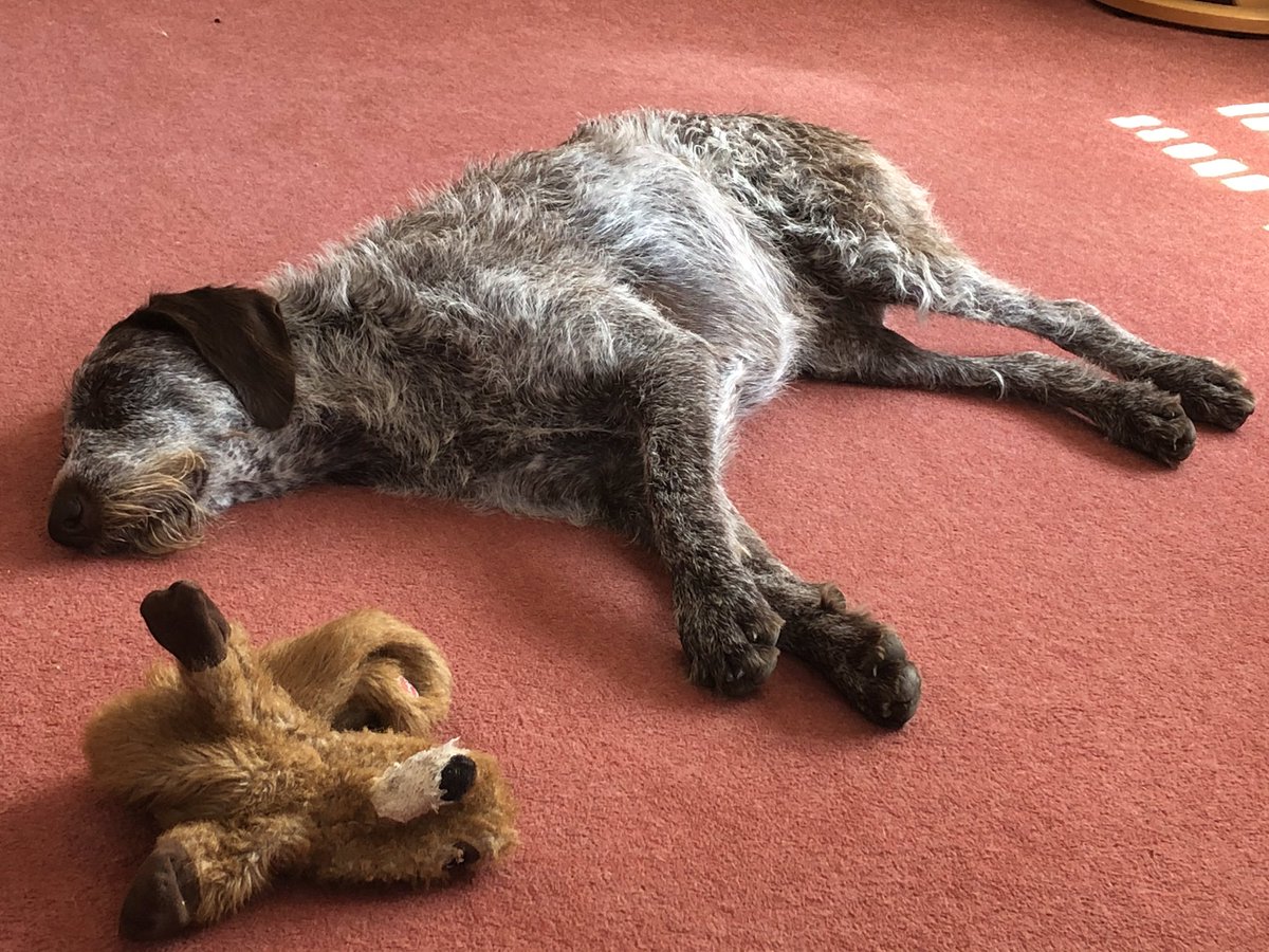 HayhurstBoo's tweet photo. Lots of beach play makes you tired #MeetBoo #dogtoy #beaver #sleep #dogsofinstagram #dog #love #letsleepingdogslie #waiting #for #tea #pointerproblems #gwp #sleep #friday #funday #happy #goodvibes https://t.co/sdV1yGuja9