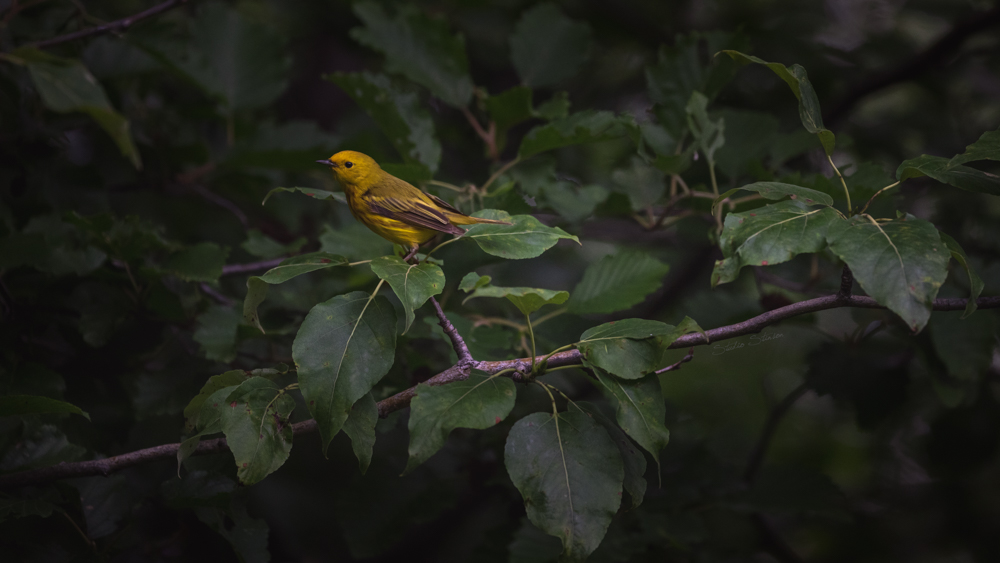 A lovely Yellow Warbler giving us a glimmer of light and hope on this gloomy #FineFeatheredFriday.

#BeautifulWoodBuffalo #rmwb #ymmarts #ymm #FortMcMurray #Alberta #AlbertaBirds #birding #birdphotography #naturephotography #isawabird