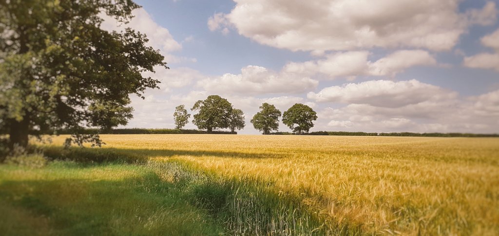 Beautiful day in Norfolk 
<a href="/ChrisPage90/">Chris Page - Weatherman</a> <a href="/EDP24/">Eastern Daily Press</a> <a href="/metoffice/">Met Office</a> <a href="/BBCWthrWatchers/">BBC Weather Watchers</a> <a href="/itvweather/">ITV Weather</a> <a href="/bbcweather/">BBC Weather</a> <a href="/EveningNews/">Norwich Evening News</a> #StormHour #ballsphoto