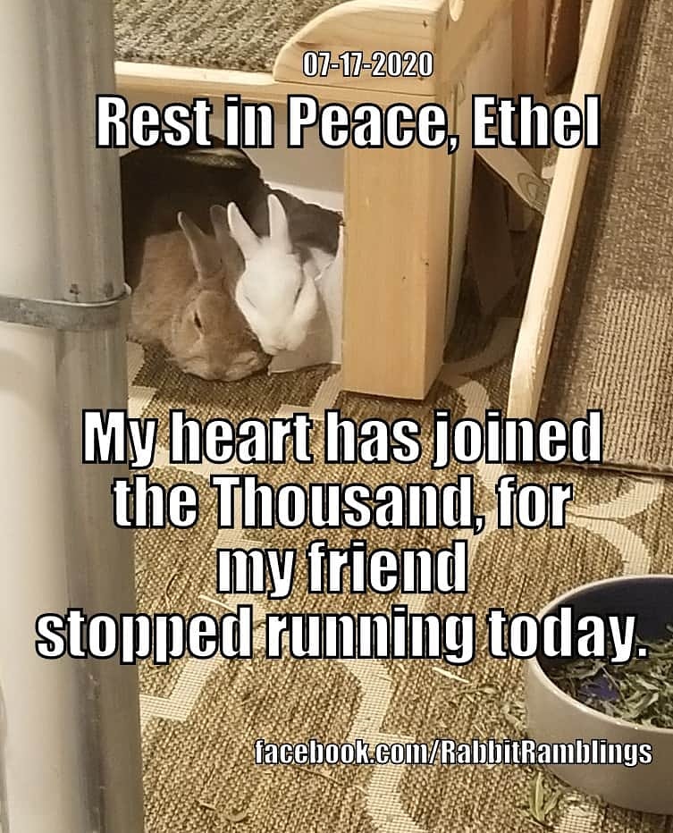 BunyaRR's tweet photo. #Ethel #Bunya
#RabbitRamblings
#BunniesOfTwitter
#RabbitsOfTwitter https://t.co/WSMjhhncEQ