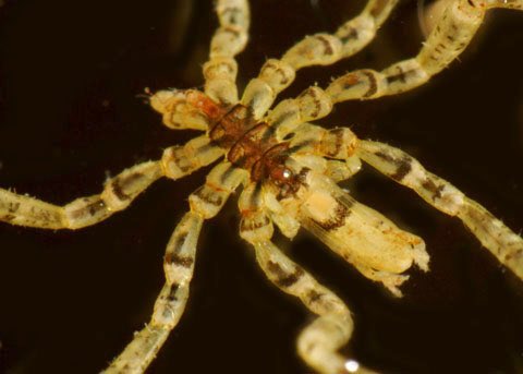 Ammothea hilgendorfi. Nice colours, and documented range in the last photo. Though it has apparently also become introduced to the sea around Venice somehow.