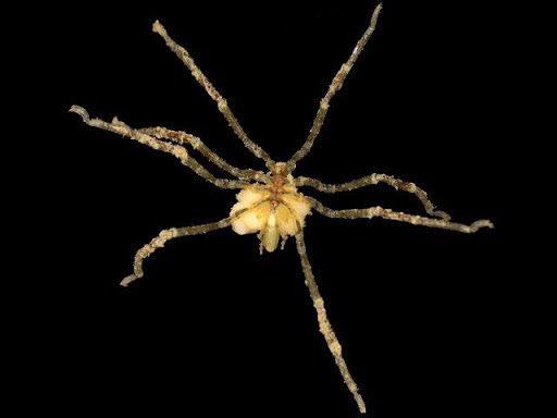 Ammothea hilgendorfi. Nice colours, and documented range in the last photo. Though it has apparently also become introduced to the sea around Venice somehow.