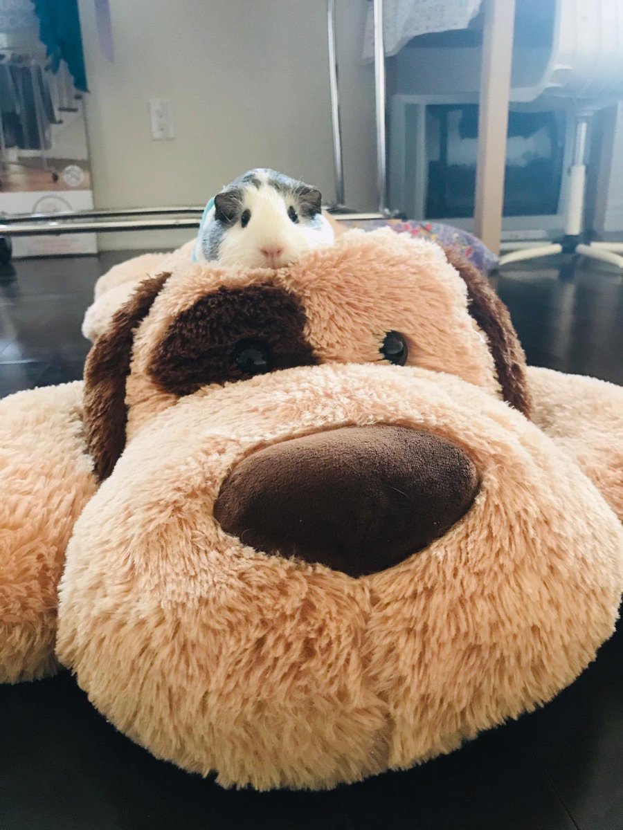 adorable_paws's tweet photo. 2cute!! #guineapigs #stuffeddog #pets https://t.co/yiyy1pOwuo