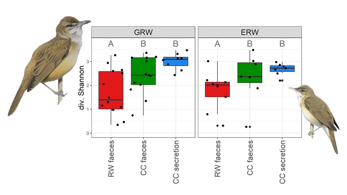 Schmiedová et al. (2020) #Gutmicrobiota in a host–brood parasite system: insights from common cuckoos raised by two warbler species bit.ly/32pCzIl | #FEMSJournals Microbiology Ecology @FEMSmicro | #ornithology #broodparasitism #microbiome #metabarcoding #CommonCuckoo