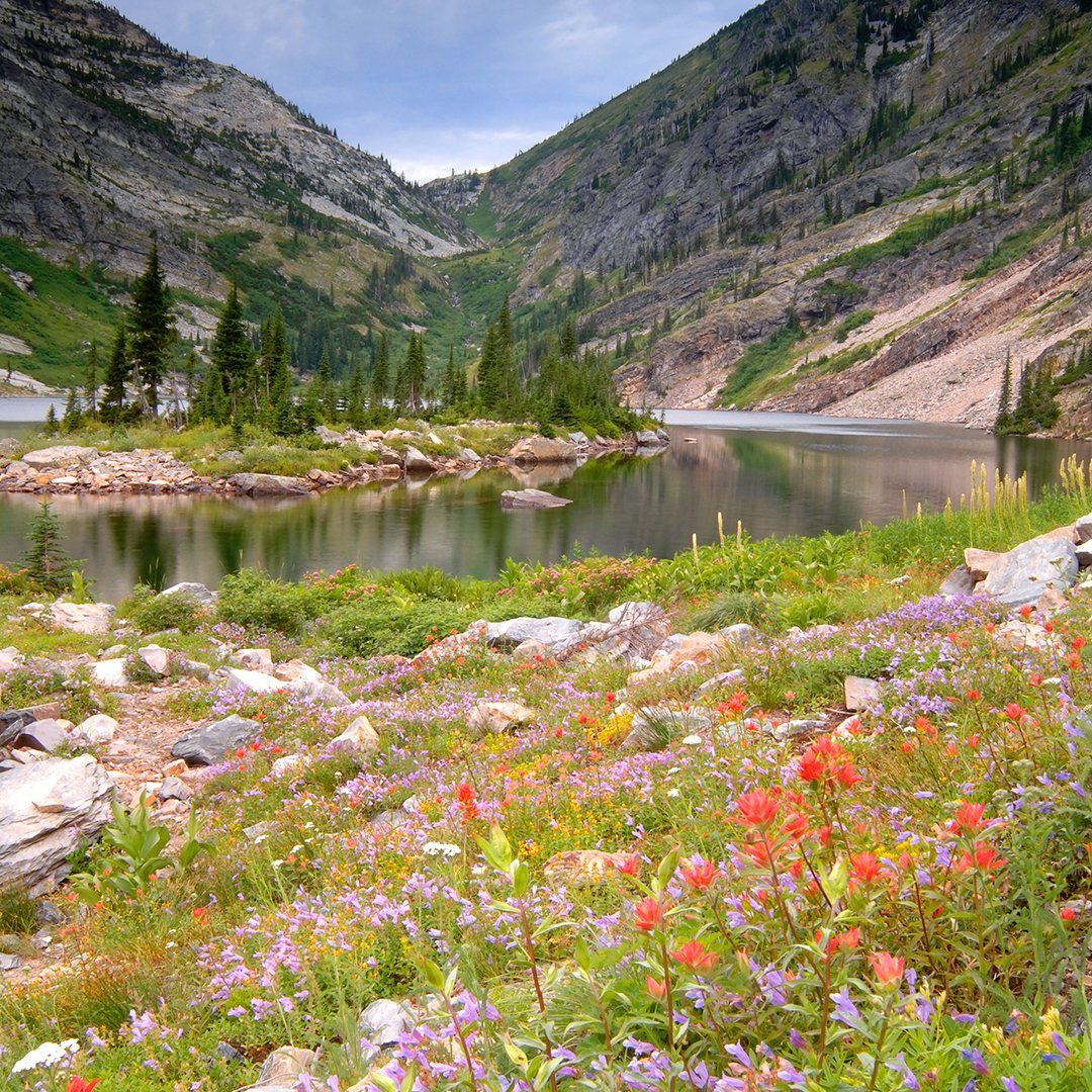 selkirkloop's tweet photo. Wildflowers are showing their faces all around the International Selkirk Loop. Look for them on your adventure.
📷: Jerry Pavia
#selkirkloop
#staysafe
#visitsoon https://t.co/4KzgCf8Kug