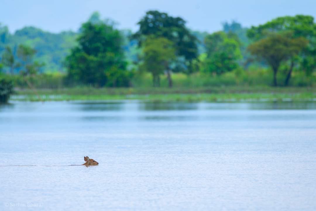 sardesairajdeep's tweet photo. Assam floods.. more than 70 dead, hundreds of villages inundated.. if even a drain overflows in Noida/Delhi, it would be big breaking news. Thoughts with people of Assam tonight.. good night; shubhratri. Stay well and safe. https://t.co/FguHxkYoj1