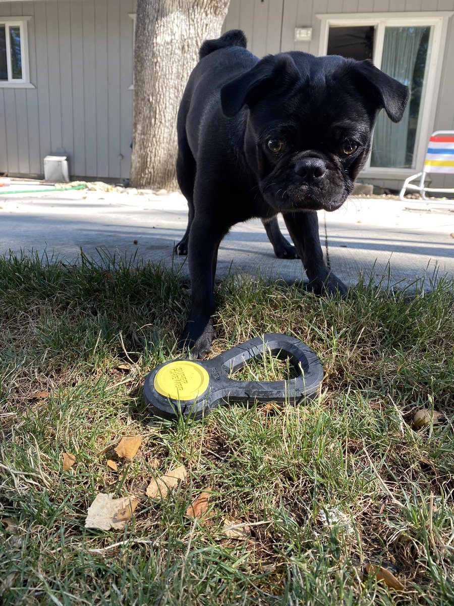 ThatoneITchick's tweet photo. The first thing he did to his new @barkbox gold medal was pee on it. I think he thinks its a participation trophy. 😬🤭😅 https://t.co/miHIyhEwLM