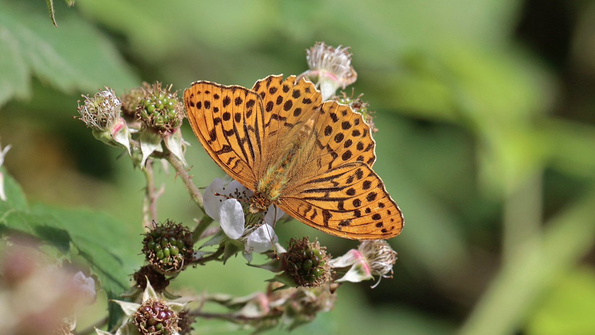 nikols_steve's tweet photo. A walk around #RytonWood this morning produced ten butterfly species, including Silver-washed Fritillary, Red Admiral, Large White and Green-veined White. @BCWarwickshire @ukbutterflies @savebutterflies https://t.co/rczcbWdHnO