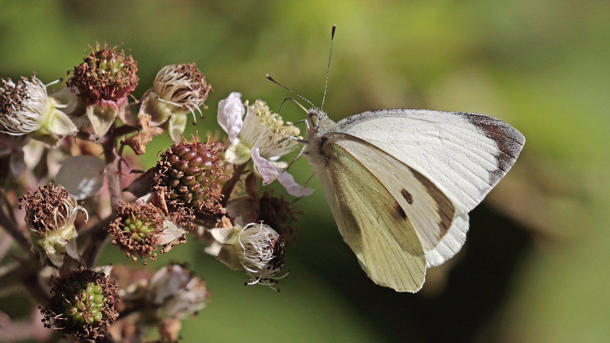 nikols_steve's tweet photo. A walk around #RytonWood this morning produced ten butterfly species, including Silver-washed Fritillary, Red Admiral, Large White and Green-veined White. @BCWarwickshire @ukbutterflies @savebutterflies https://t.co/rczcbWdHnO
