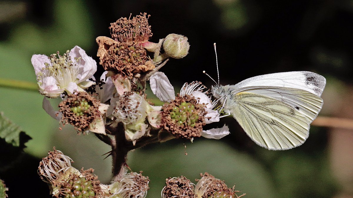 nikols_steve's tweet photo. A walk around #RytonWood this morning produced ten butterfly species, including Silver-washed Fritillary, Red Admiral, Large White and Green-veined White. @BCWarwickshire @ukbutterflies @savebutterflies https://t.co/rczcbWdHnO