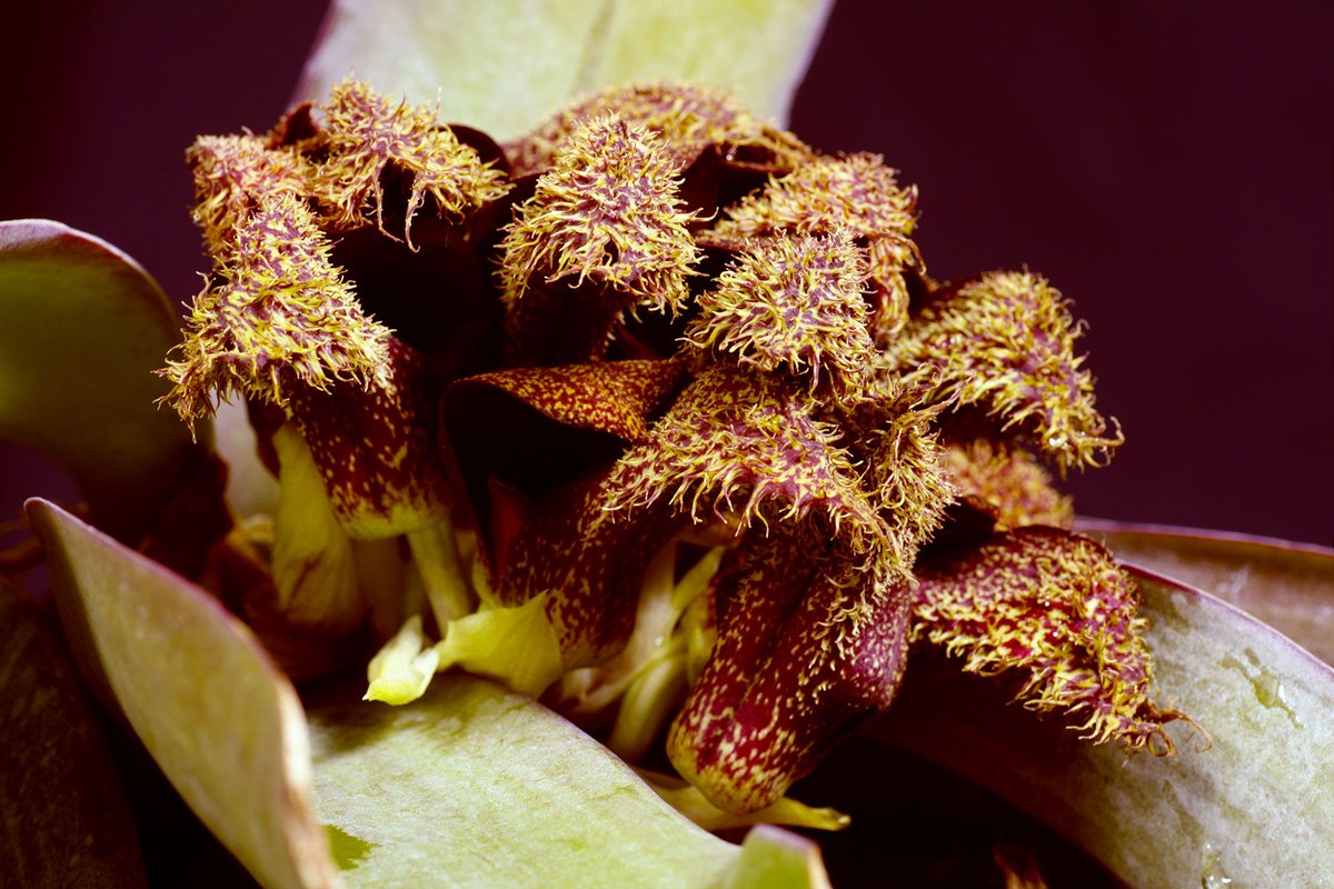 AmazingPlants's tweet photo. Perhaps the world's smelliest flower, this orchid (Bulbophyllum phalaenopsis) from Papua New Guinea has been described as having the aroma of an entire herd of dead elephants. https://t.co/cGNUWHomvS
