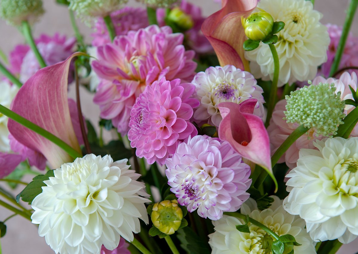 DigDropDone's tweet photo. Summer bouquets featuring bulbs! #digdropdone #summerbouquets #cutflowers #dahlia #dahlias #calla #callalily #summergarden #summerbulbs #summerflowers https://t.co/YYwwJ3Yg23
