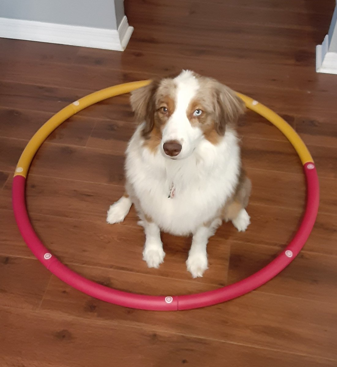 Engine816's tweet image. The Ring of Judgement