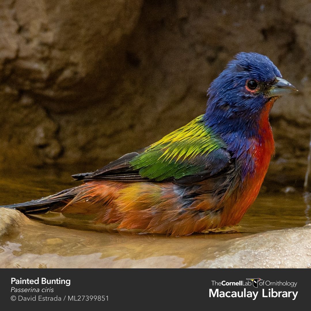 CornellBirds's tweet photo. Today's colorful featured bird is the Painted Bunting, but only adult males sport such vivid feathers. They're attracted to backyards with feeders and birdbaths. Learn about how you can attract Painted Buntings to your backyard here: https://t.co/xXomeD4Esw #BathingBirds https://t.co/scT2XFRUuT