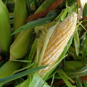 FreshOnQ's tweet photo. Sweet corn is here but in limited supply, so show up early to get your pick! 
How Sweet it is to get Sweet Corn - [Campaign URL] #texastownshipfm #texascorners #freshsweetcorn #shoplocal #mifarmersmarket #puremichigan #buyfresh https://t.co/nwbXDpXeCO