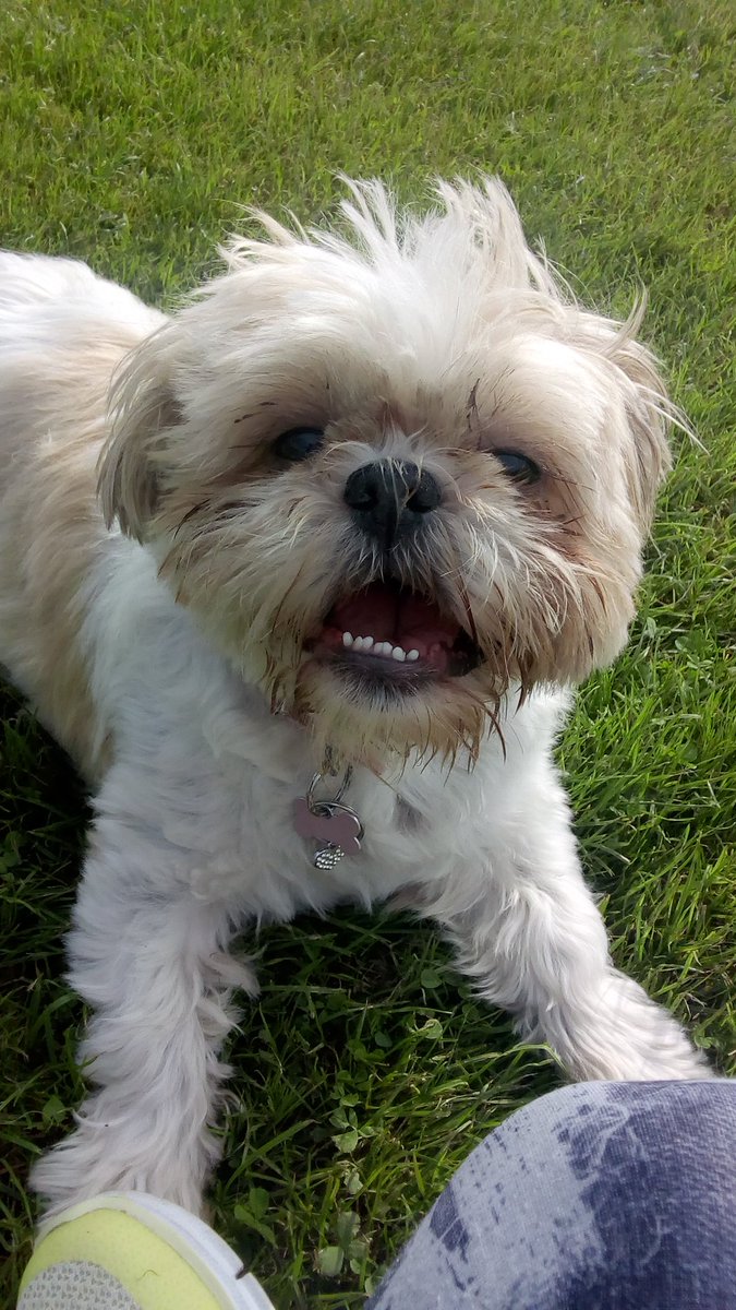 natalievaness15's tweet photo. Wazzuuuuup 😜 #FridayTallulah #FridayFeeling
#pwiday 🐾 https://t.co/N86RPohmLA