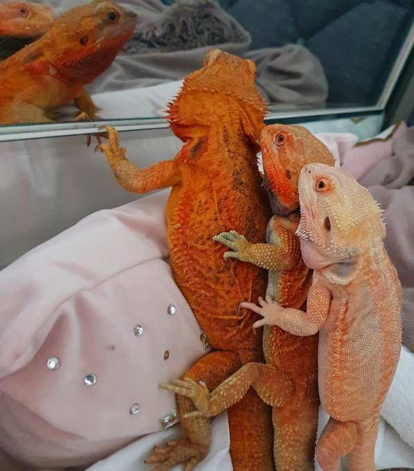 Reptile Threesome 😈🤭 https://t.co/z0iCMtMBOw<a href="/tag/love"class="tags"><span>#love</span></a><a href="/tag/kisses"class="tags"><span>#kisses</span></a><a href="/tag/fans"class="tags"><span>#fans</span></a><a href="/tag/onlyfans"class="tags"><span>#onlyfans</span></a>