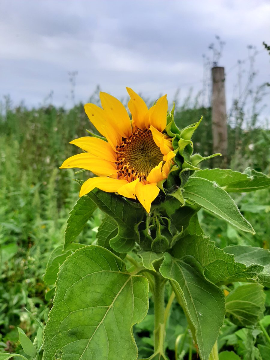 Our first sunflower of the season has just bloomed, ready to welcome our first guests to our grand opening of our Over the Rainbow Maize Trail tomorrow! 🥳
churchfields.farm/whats-on/over-…