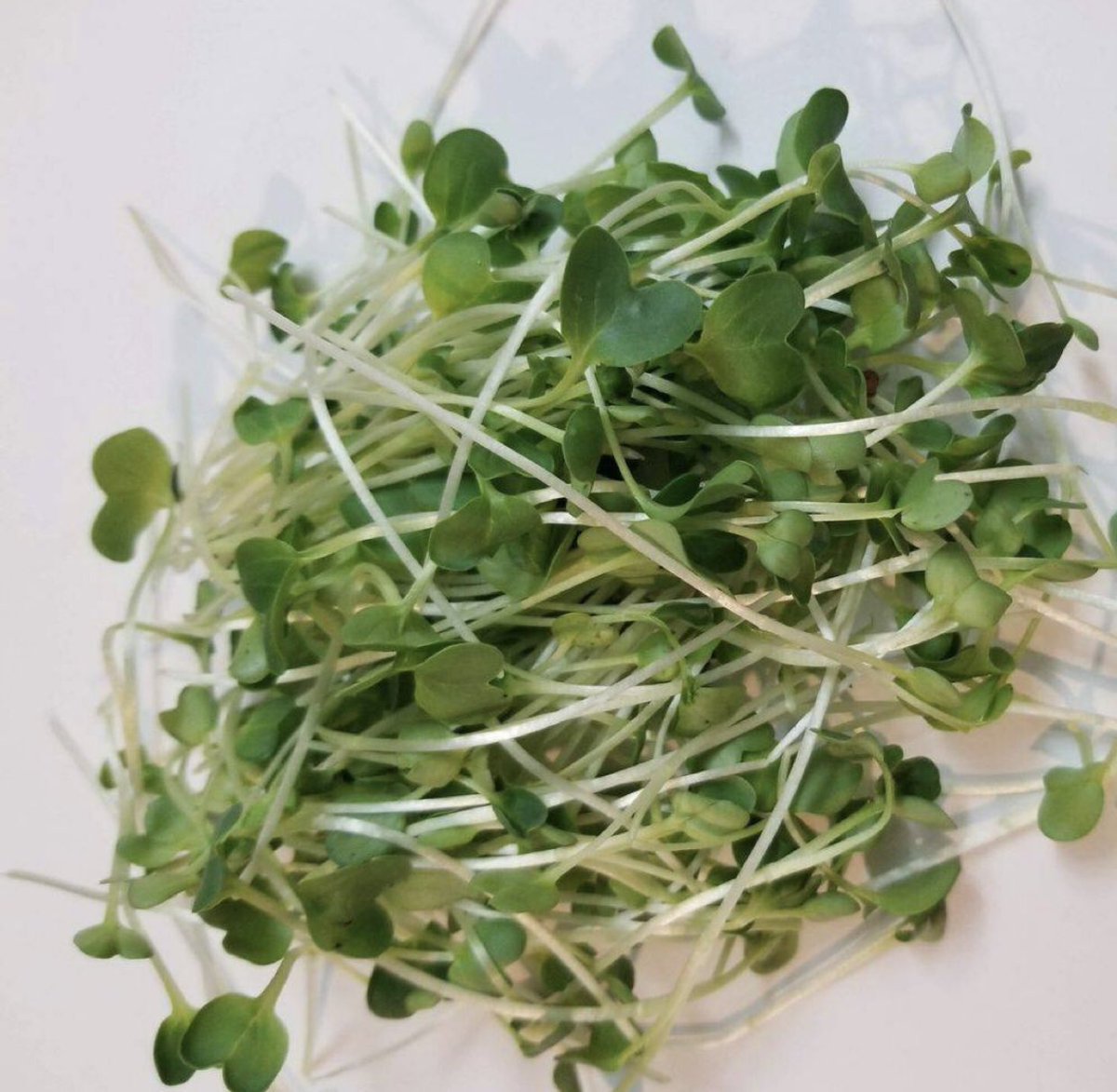 BFarmFresh's tweet photo. Today's #Farmfeature is Rita's Market.  Located 4823 Thirty Road North #Beamsville As fresh as it gets - From the farm to you.  If you love your health, then go and pick up some fresh microgreens.
https://t.co/5rDiwIU2Av https://t.co/v8QwkFNAq3