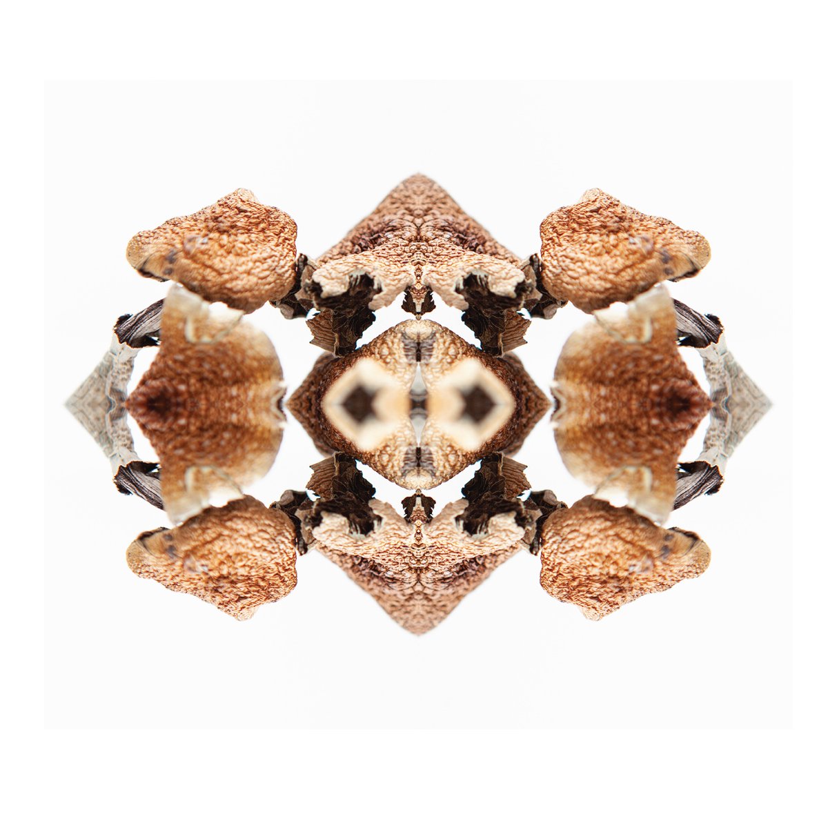 MoonlanderOne's tweet image. What do you see when you take a trip? Or more so - what do you want to see? 🍄👀🚀